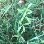 Galium palustre Blatt