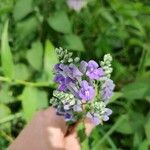 Scutellaria incana Flor