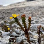 Hypericum mexicanum Leaf