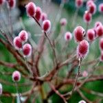 Salix gracilistyla عادت