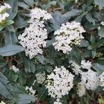 Viburnum rugosum Квітка