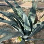 Agave salmiana Leaf