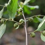 Diospyros acapulcensis Плод