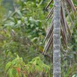 Bactris campestris Kôra