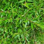 Salix repens Leht