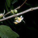 Mouriri grandiflora Flower