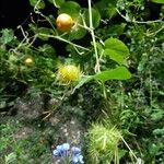 Passiflora foetida Fruto