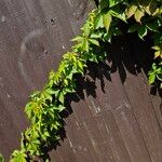 Parthenocissus inserta 形態