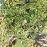 Albizia harveyi Хабит