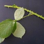 Rubus sulcatus Φύλλο