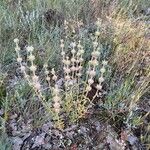 Sideritis hirsutaFlower