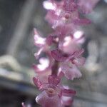 Rhipidoglossum rutilum Flower