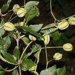 Pisonia macranthocarpa 果實