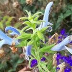 Salvia patens Floare