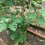 Solanum torvum Habit