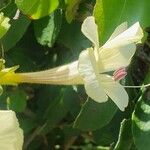 Barleria robertsoniae Flower