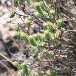 Hypericum ericoides Leaf