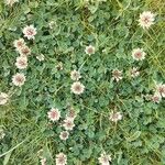 Trifolium occidentale ശീലം