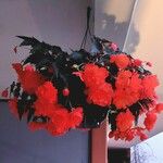 Begonia pendula Yeri