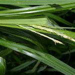 Carex jamesonii Hoja