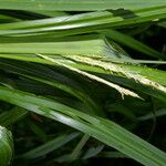 Carex jamesonii 葉