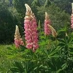 Lupinus polyphyllus Квітка