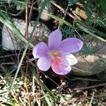 Crocus corsicus Floro