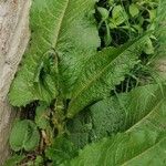 Rumex obtusifolius Blad