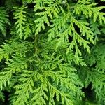 Thuja occidentalis Blad