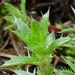 Saxifraga aspera Leaf