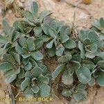 Jacobaea auricula Hábito