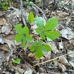 Panax quinquefolius Blad