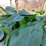 Arum cylindraceum Hoja