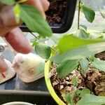 Clitoria ternateaFolha