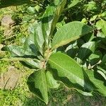 Diospyros kaki Leaf