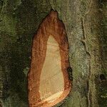 Isolona hexaloba Corteza