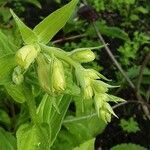 Digitalis grandiflora Çiçek