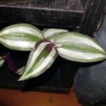 Tradescantia zebrina पत्ता