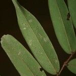 Xylopia crinita List