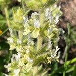 Sideritis hirsuta Flower