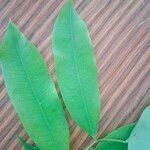 Hylodendron gabunense Hoja