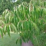 Lonicera maackii Feuille