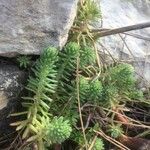 Petrosedum forsterianum Hoja