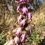 Himantoglossum robertianum Flower