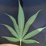 Cannabis sativa Leaf