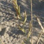 Festuca juncifolia Inny