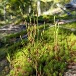 Hypericum gentianoides Leaf