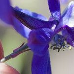 Delphinium patens Λουλούδι