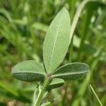 Trifolium ochroleucon Folla