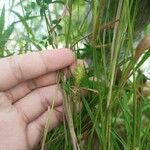 Carex obtrubae Valse Voszegge花